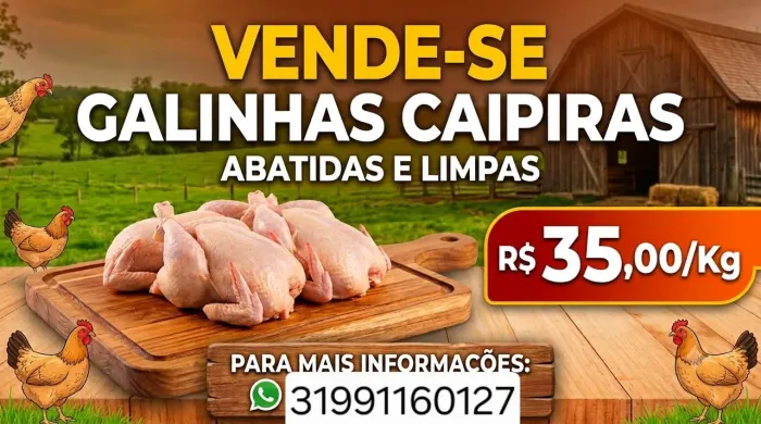 Vendo galinhas caipira 