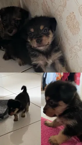Cachorros 