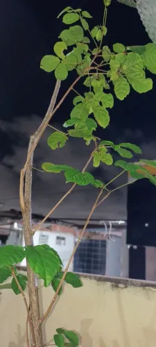 Ypê amarelo (muda)