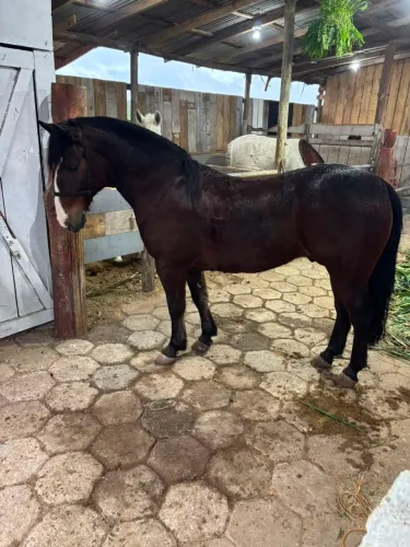 Cavalo crioulo