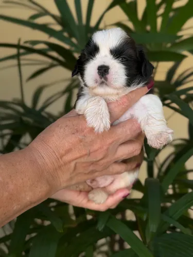 Shih-tzu macho