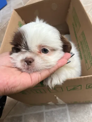 Shih-tzu filhote pronto para encontrar sua família