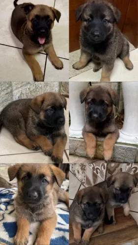 Pastor Belga Malinois