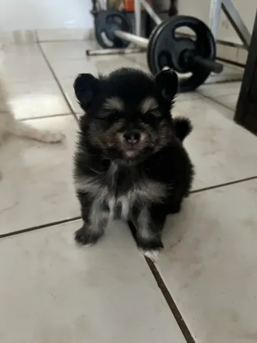 Lulu da Pomeranea