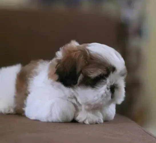 Shihtzu Mini Filhotes Diferenciados. 
