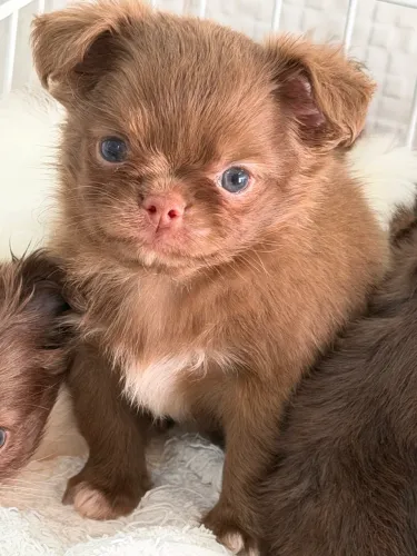 Chihuahua Autêntico, olhos claros e cor disputada 