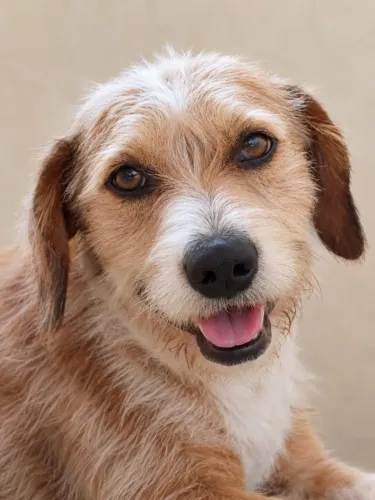 Urêa!! Cachorrinho para adoção cachorro fiapo de manga lindo amigo inteligente raça vira