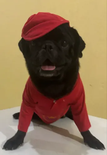 Pug pra namorar