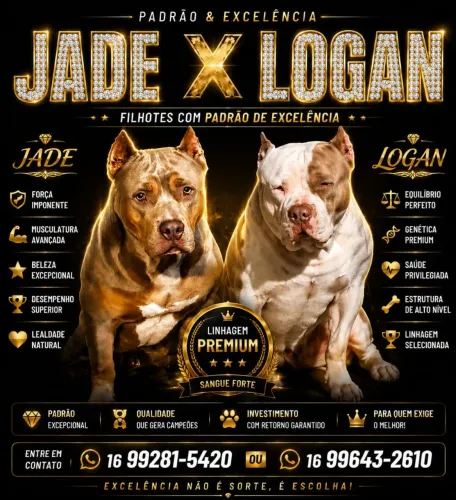 Filhote american bully disponível 