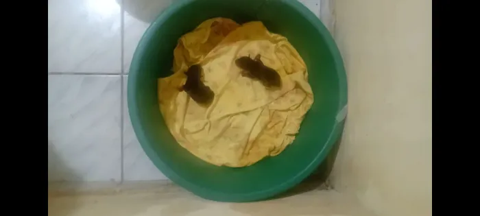 Dois filhotinhos de Miniatura Pincher pequenininhos e magrinhos