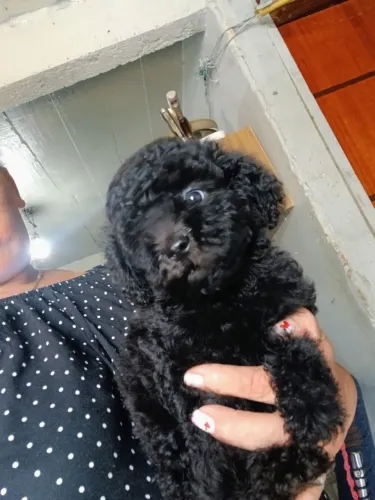 Poodle toy macho