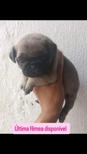 Pug fêmea filhote