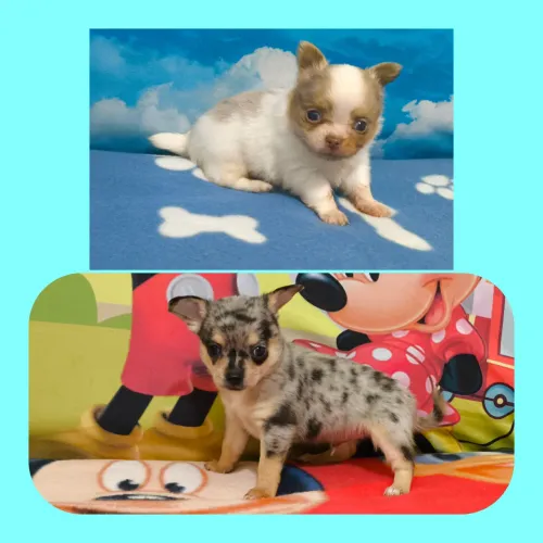 Chihuahua Machos Merles Exóticos.