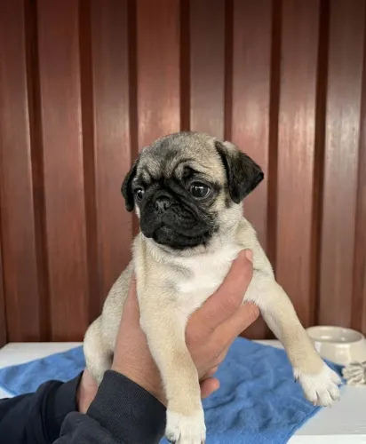 Pug Mini filhote