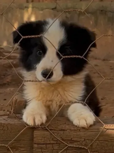 Border Collie Macho Pedigree CBKC - Exposição 