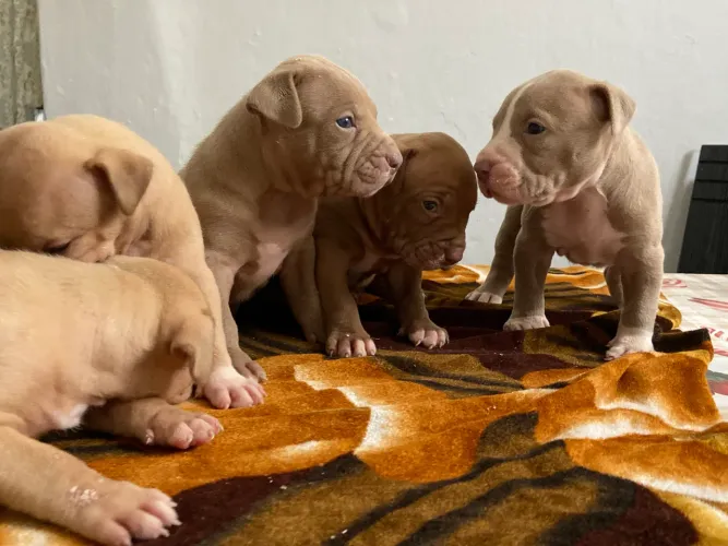 FILHOTES DE PITMONSTERS