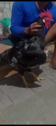 Galo GSB