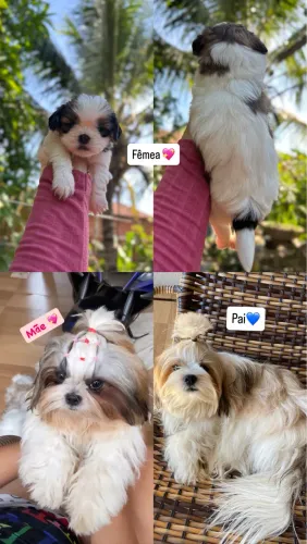 Shitzu Fêmea - Shih Tzu Fêmea 
