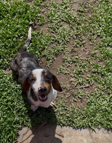 Dachshund Mini