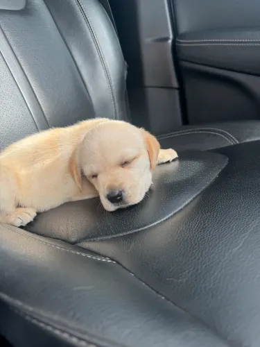 FILHOTE DE LABRADOR FÊMEA 35 dias! Uma princesa