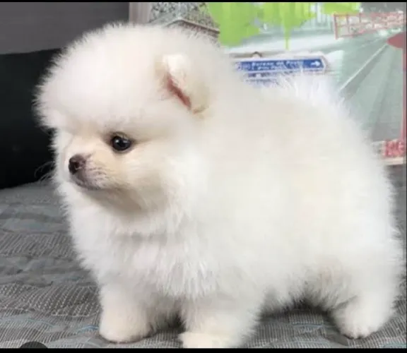 Lulu da pomerania  Spitz Alemão