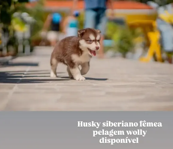 Husky siberiano Fêmea e Macho