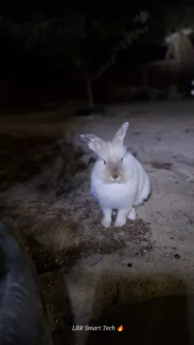 Coelho de Raça MINI LION BRANCO