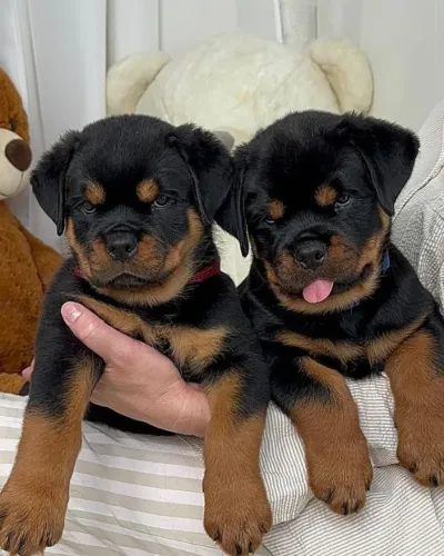 Filhote Rottweiler Macho Pronto para Conhecer Você