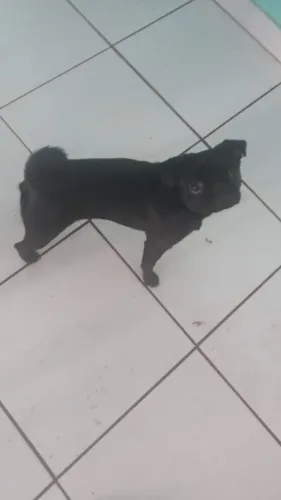 Fêmea Pug preta vai fazer 4 anos