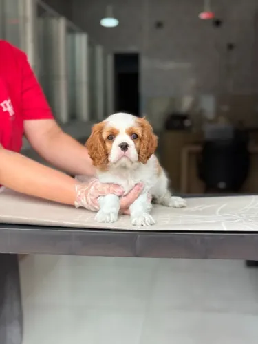 Cavalier King Charles Spaniel Fêmea Blenheim - Saúde Garantida | Leia a Descrição