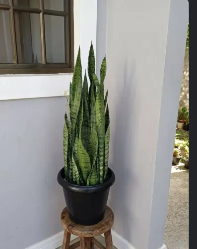 Planta espada de são Jorge