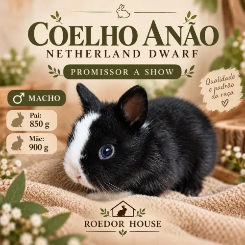 Coelhos Anão Netherland promissor a show