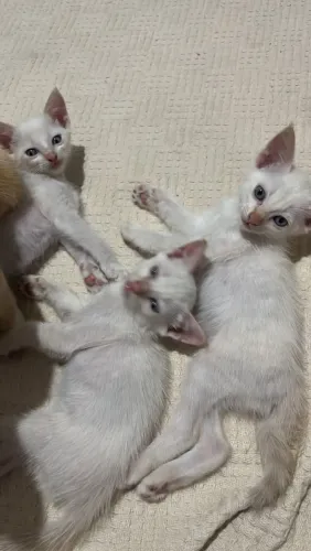 DOAÇÃO - GATOS, 1 MACHO E 2 FÊMEAS