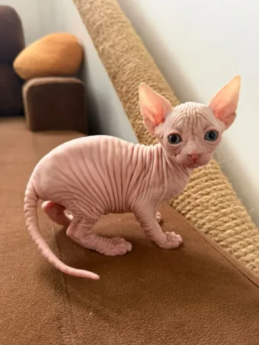 Gatinhos sem pelo