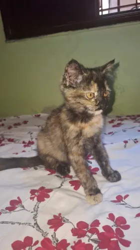 Linda gatinha escaminha muito carinhosa e brincalhona 90dias