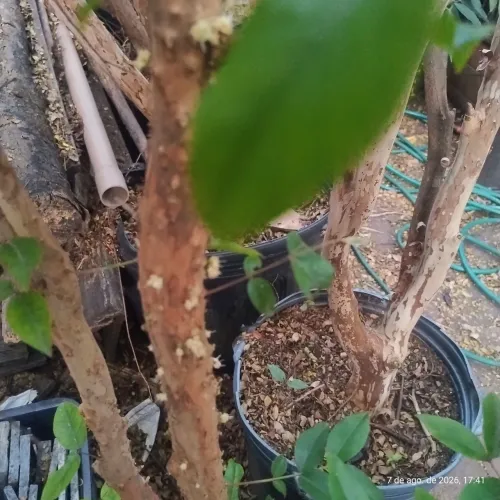 JABUTICABEIRA SABARA PRODUZINDO PRONTA PARA PLANTIO