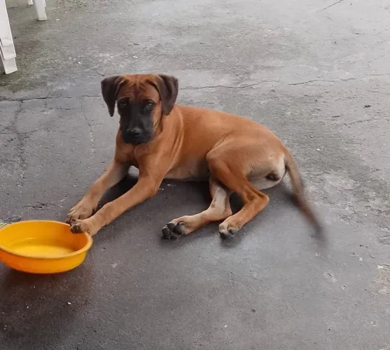 Vende-se filhote de cane corso 