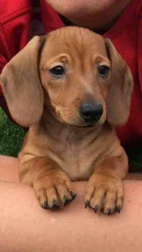 Dachshund: Um Novo Amigo Pode Estar Esperando