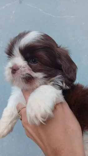 Shih Tzu machinho 