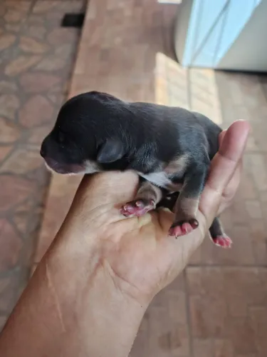 Doação filhote de poodle com viralata