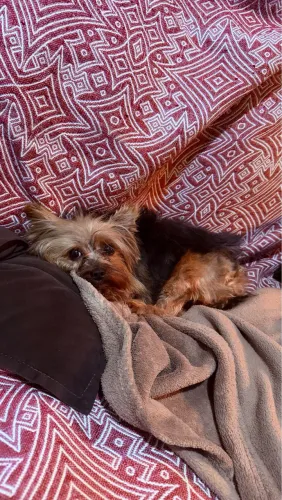 Yorkshire mimi