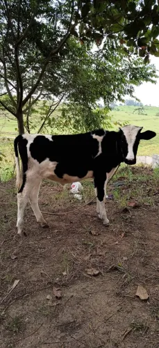 Garrote holandês forte