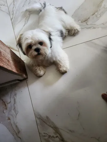 Shih tzhu