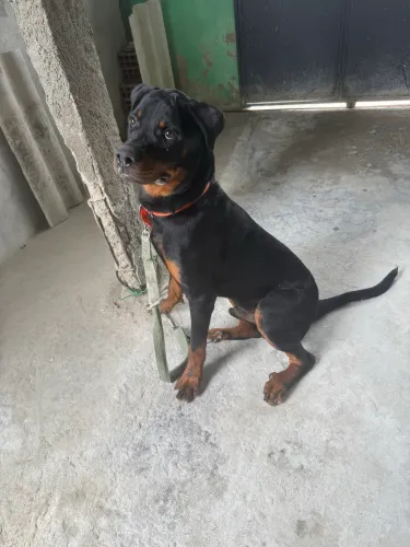 Vende-se Rottweiler 