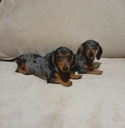 Filhotes dachshund miniatura 