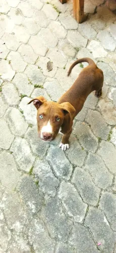 Filhote Pitbull 