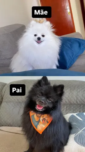 Spitz alemão macho