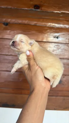 Spitz macho anão