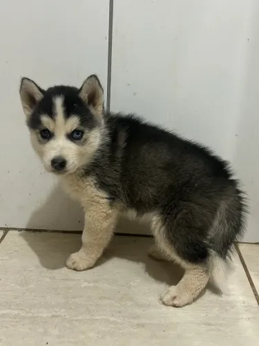 Husk Siberianos Puros