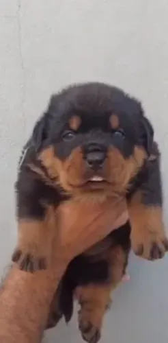 Rottweiler cabeça de touro
